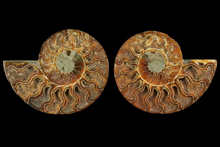 Agatized Ammonite Fossil - Madagascar #111470